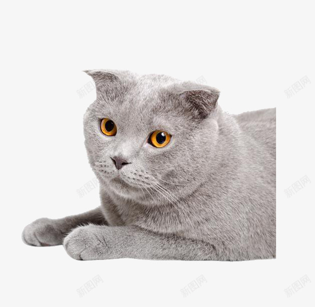 宠物灰色小猫png免抠素材_新图网 https://ixintu.com 宠物 家猫 毛发 灰色小猫
