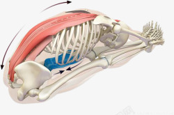 瑜伽骨骼图素材