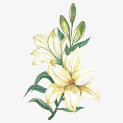 水彩西瓜图手绘白色百合花高清图片