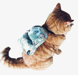 背着书包的小猫素材
