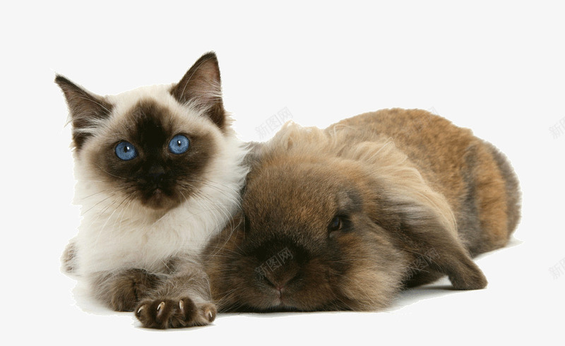 猫咪和大兔子png免抠素材_新图网 https://ixintu.com 兔子 公羊兔 小猫 棕色兔子 猫咪