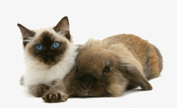 公羊兔猫咪和大兔子高清图片