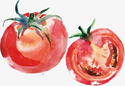 水彩画食物番茄矢量图高清图片