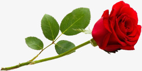 红色鲜花玫瑰花朵爱情情人节礼物png免抠素材_新图网 https://ixintu.com 情人 爱情 玫瑰 礼物 红色 花朵 鲜花
