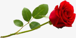 红色鲜花玫瑰花朵爱情情人节礼物素材