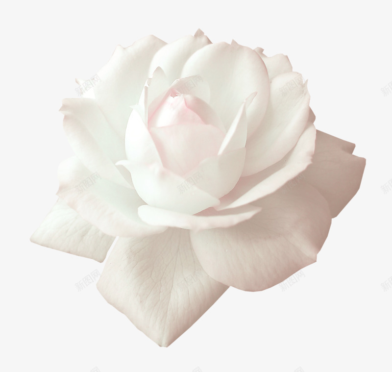 白色玫瑰花装饰png免抠素材_新图网 https://ixintu.com 情人节 玫瑰花 白色 纯洁
