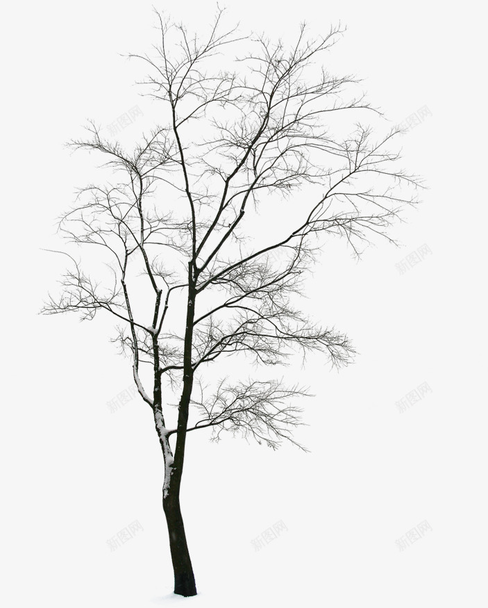 冬天中的树干png免抠素材_新图网 https://ixintu.com 冬天 树干 简约 设计