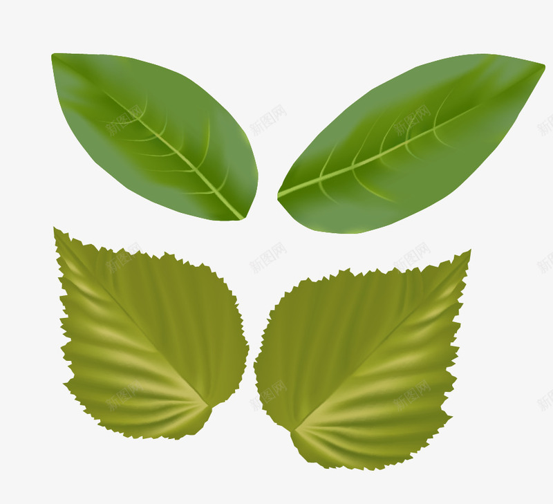 植物绿叶蔬菜png免抠素材_新图网 https://ixintu.com 大森林 树叶 植物 浅绿 空气