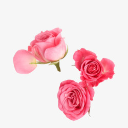 一簇玫瑰唯美一簇粉玫瑰清新情人节高清图片
