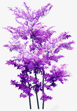 紫树紫草高清图片