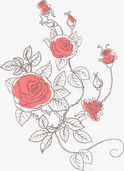玫瑰花图片黑色线条植物高清图片