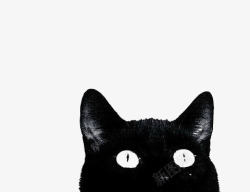 黑色的猫素材
