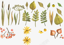 水彩小黄花手绘植物高清图片