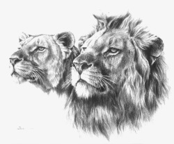 黑白狮子手绘雄狮高清图片