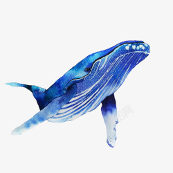 一只手绘蓝色温和座头鲸插画素材