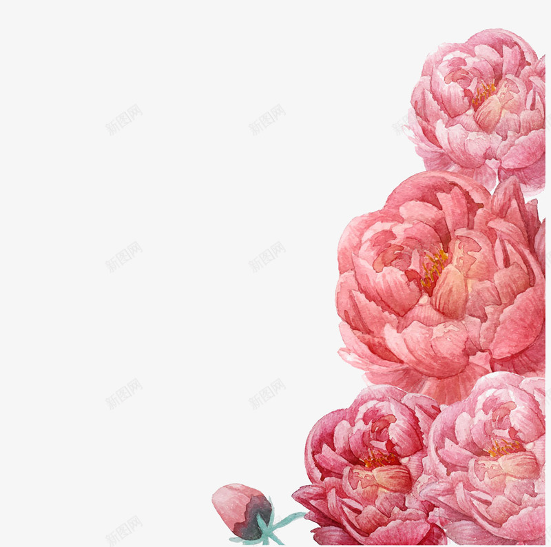 粉色花朵插画png免抠素材_新图网 https://ixintu.com 大红花 手绘 花卉 装饰