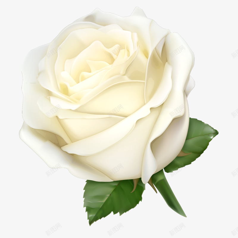 情人节白色玫瑰花图png免抠素材_新图网 https://ixintu.com 214 520 一心一意 一朵玫瑰 免抠图 情人节 玫瑰花 白色玫瑰花 花朵