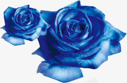 蓝玫瑰淘宝情人节元素素材