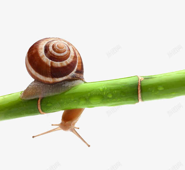 竹子上的蜗牛png免抠素材_新图网 https://ixintu.com 动物 竹子 蜗牛 蜗牛的房子