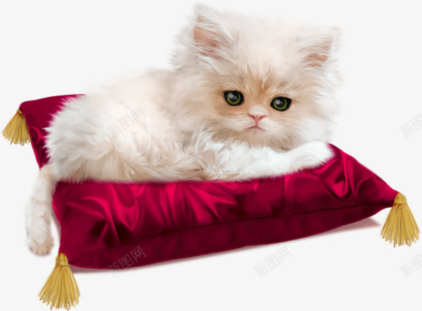睡在垫子上的白色动物小猫咪png免抠素材_新图网 https://ixintu.com 动物 可爱 垫子 小猫咪 白色 睡 酒红