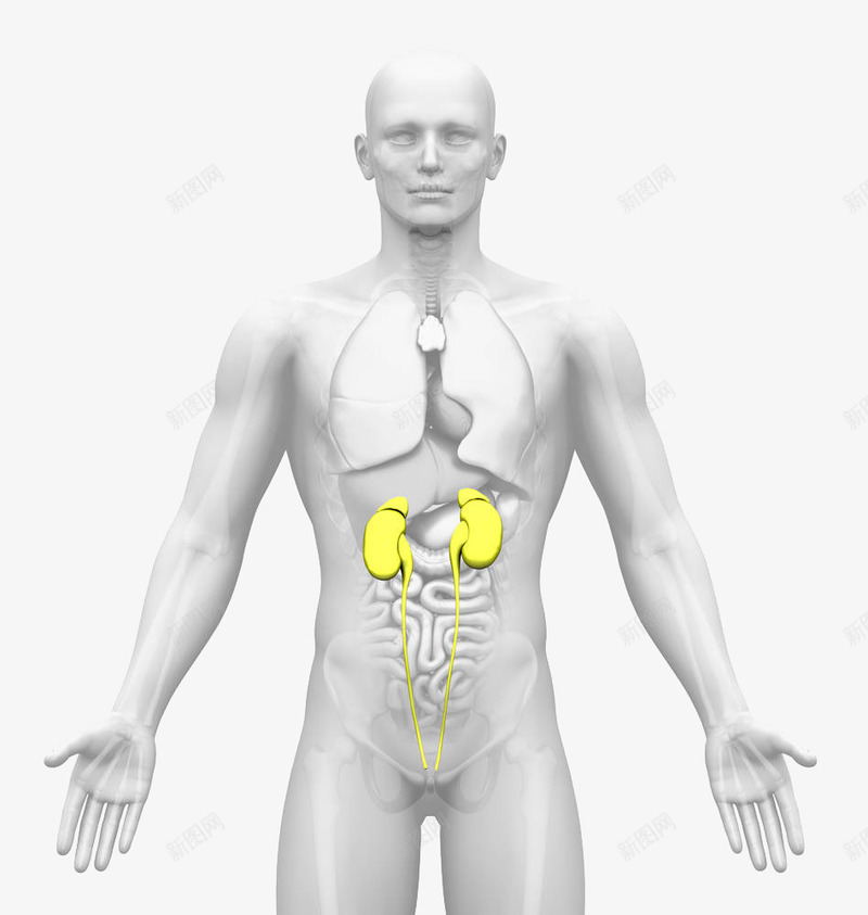 人体肾脏卡通插画png免抠素材_新图网 https://ixintu.com 人 人体肾脏卡通插画 健康 医疗 生物学 肝脏 肺 胸部 身体X射线 身体部位 躯干