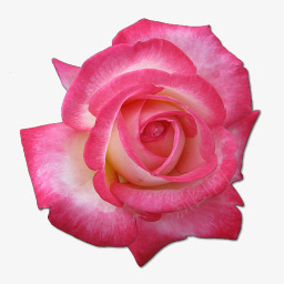 玫瑰花茶的图标图标