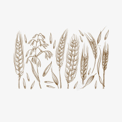 燕麦颗粒精致手绘风格农作物燕麦粒高清图片