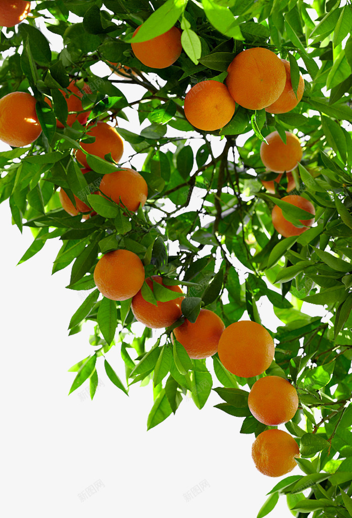果树png免抠素材_新图网 https://ixintu.com 植物 橘园 橘子 橘树 水果 绿叶