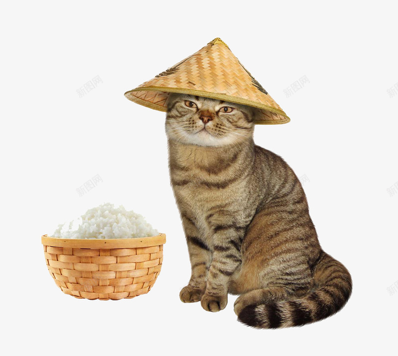 带草帽的猫咪png免抠素材_新图网 https://ixintu.com 帽子 猫咪 竹子 米饭