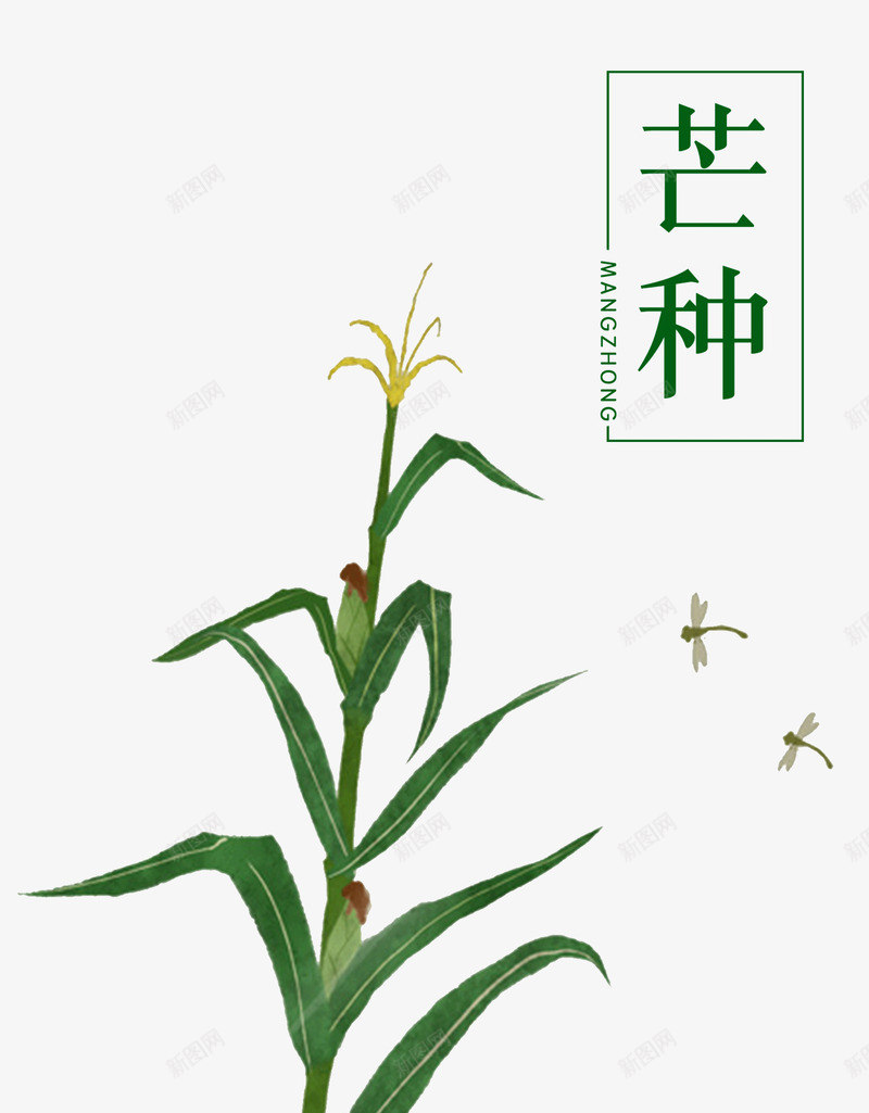 二十四节气芒种插画png免抠素材_新图网 https://ixintu.com 二十四节气 插画 播种 玉米 芒种 蜻蜓