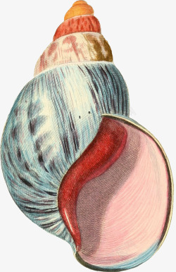 海螺壳颜色丰富的手绘海螺壳高清图片