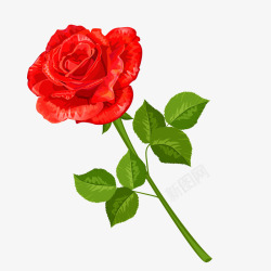 娇艳欲滴的玫瑰娇艳欲滴的红色玫瑰花矢量图高清图片
