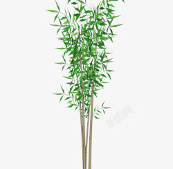 新生植物小叶竹子高清图片