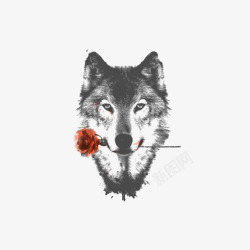 红色水彩花环素描灰狼高清图片