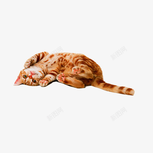 可爱猫咪图png免抠素材_新图网 https://ixintu.com 可爱 小猫 猫 猫咪
