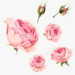 玫瑰花骨朵粉玫瑰花骨朵高清图片