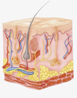 皮层组织皮下脂肪插画高清图片