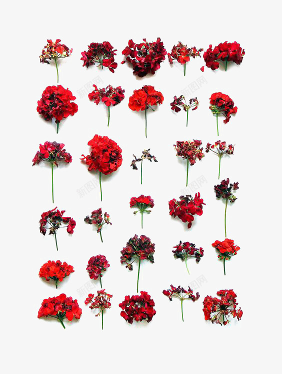 红色花朵png免抠素材_新图网 https://ixintu.com 小花 植物 清新 花朵合集 花朵底纹