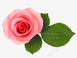 玫瑰花粉红玫瑰花情人节装饰素材
