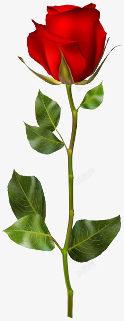 浪漫情人节的花苞素材