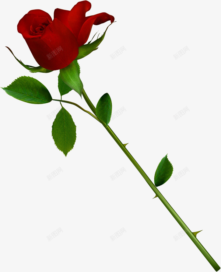 红色鲜花玫瑰植物告白情人节png免抠素材_新图网 https://ixintu.com 告白 情人 植物 玫瑰 红色 鲜花