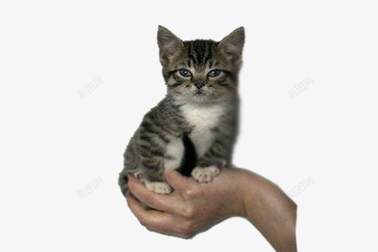 一手托起的喵星人png免抠素材_新图网 https://ixintu.com 一只手 可爱 喵星人 小猫 艺术摄影