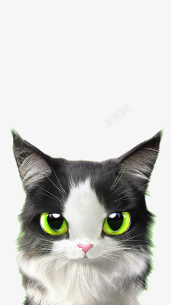 绿眼睛的猫素材