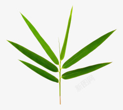 绿色竹子素材