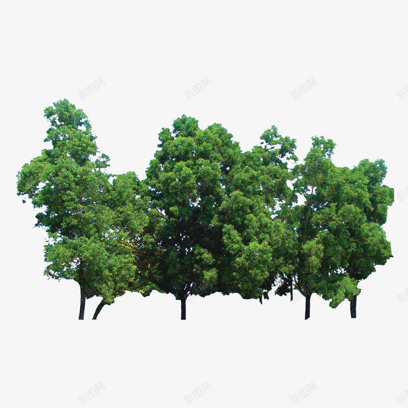 植物树森林树叶png免抠素材_新图网 https://ixintu.com 树 树叶 森林 植物