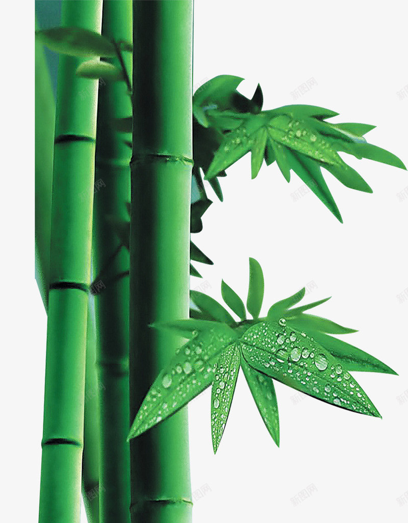 绿色竹子装饰图案png免抠素材_新图网 https://ixintu.com 图案 竹子 绿色 装饰 设计