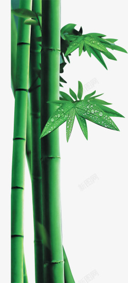 绿色竹子装饰图案素材