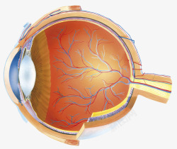 血管动脉横断面插画眼球横断面医学插画高清图片