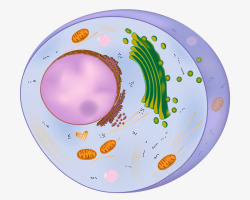 细胞基因真核细胞手绘插画高清图片