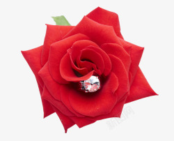 红玫瑰和戒指红玫瑰和戒指高清图片